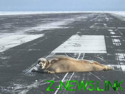 На Аляске двухсоткилограммовый тюлень устроил ЧП в аэропорту 