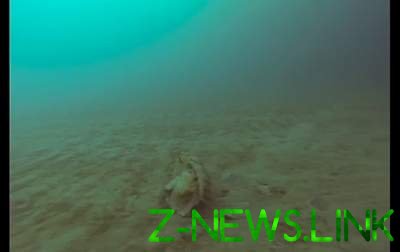 Ученые показали жуткую арктическую медузу. Видео