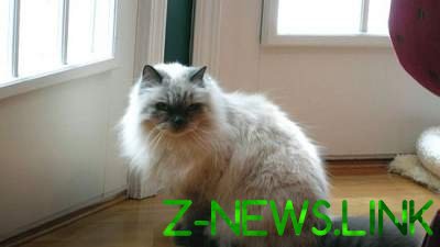 В Минске всем аэропортом разыскивают сбежавшего российского кота