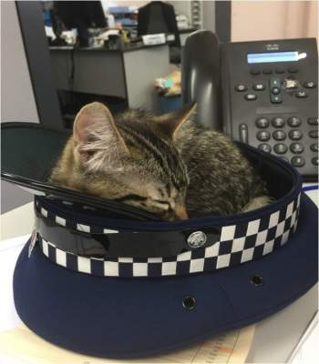 Сеть покорил кот-полицейский из Новой Зеландии