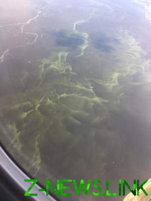 "Цветет и пахнет": фото Киевского моря поразили пользователей Сети