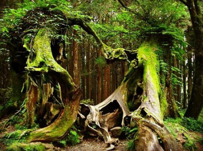 Жуткие леса для самых смелых туристов. Фото
