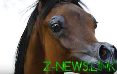 Выведен новый вид лошади, похожей на героя диснеевского мультика. Видео
