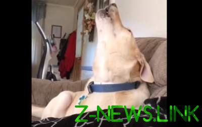 Собака, балдеющая от Губки Боба стала звездой YouTube