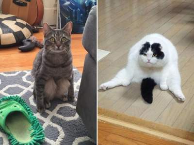 "Человеческие" позы кошек рассмешили пользователей Сети