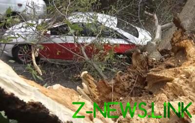 В Киеве дерево упало на автомобиль с водителем. Видео