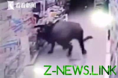 Разъяренный буйвол устроил погром в супермаркете. Видео 