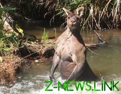 В Австралии нашли кенгуру – двойника Путина