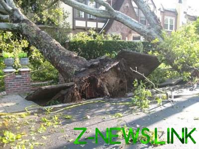 В Кривом Роге дерево убило велосипедиста 