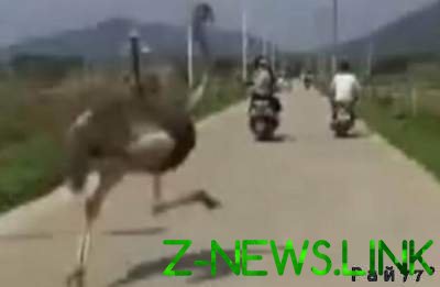 В Китае страусы устроили «гонку» прямо на шоссе