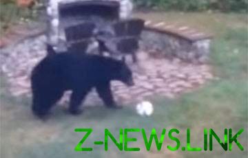 Минутка позитива: игривые медведи сыграли в футбол во дворе дома