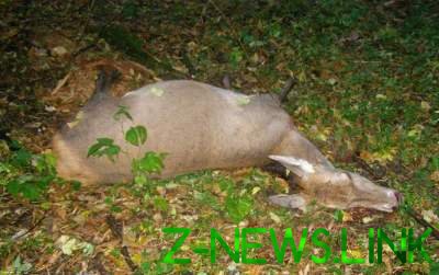 На Сумщине браконьеры застрелили двух редких оленей