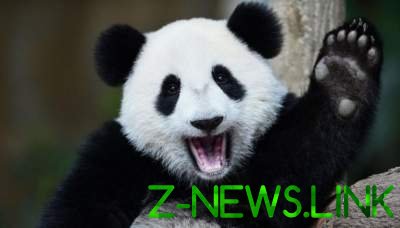 Ученые сделали невероятное открытие о пандах