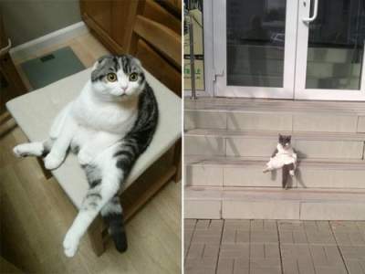 "Человеческие" позы кошек рассмешили пользователей Сети