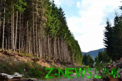 На Закарпатье решили уничтожить 14 тысяч га леса ради курорта