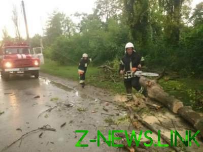 На Киевщине упавшее дерево насмерть придавило женщину