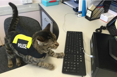 Сеть покорил кот-полицейский из Новой Зеландии