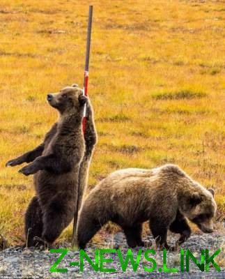 Трущиеся о столб медведи устроили незабываемое шоу