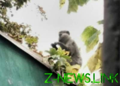 На одесский Черноморск напала стая зеленых обезьянок. Видео