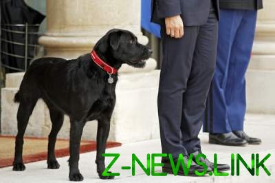 Собака заставила президента Франции краснеть перед министрами