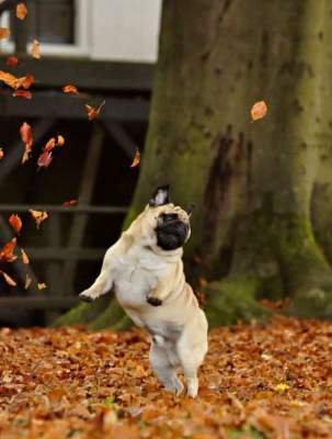 Пятнадцать смешных доказательств, что животные тоже любят осень