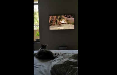 Смешно до слез: кот «протаранил» телевизор, пытаясь поймать птичку