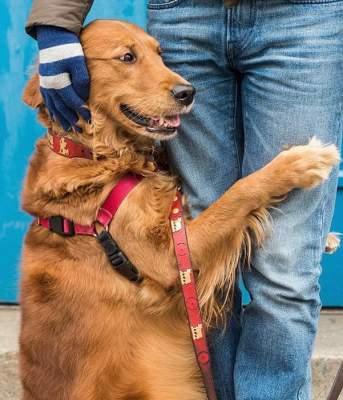 «Собака-обнимака», живущая в Нью-Йорке, стала звездой Сети