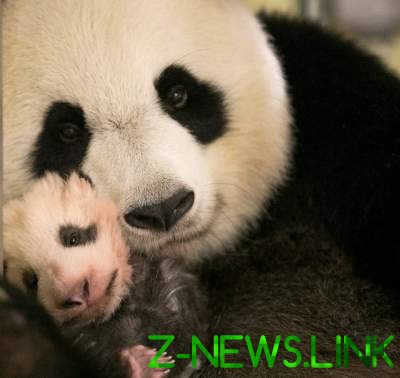 Сеть «взорвали» снимки трехмесячной панды