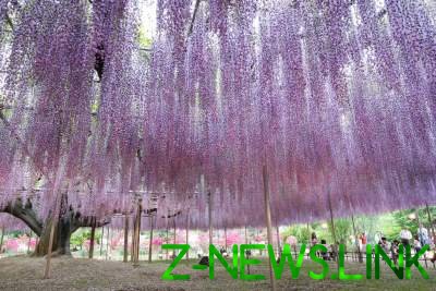 Этот японский парк цветов знаменит во всем мире. Фото