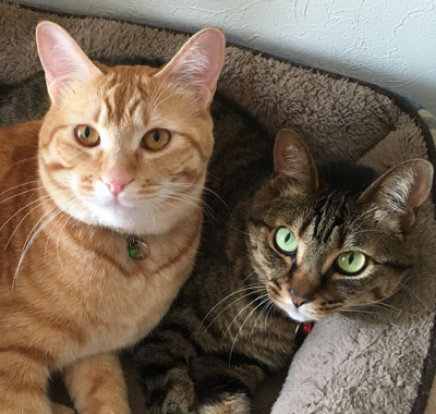 Новые звезды Instagram: сиба-ину и рыжий кот 