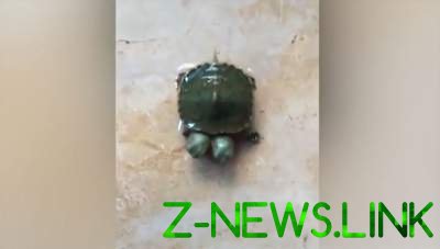 В Таиланде родилась черепаха с необычной аномалией 
