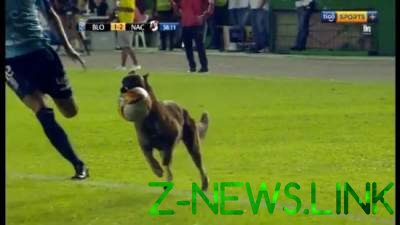 Минутка позитива: в Боливии собака оставила футболистов без мяча