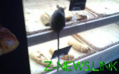 Круассаны с крысами: сотрудник кофейни отомстил работодателям 