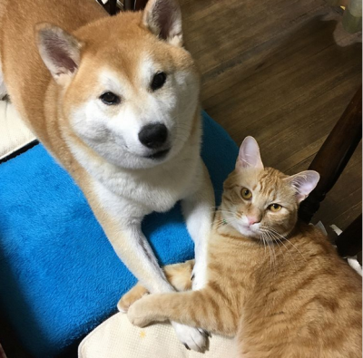 Новые звезды Instagram: сиба-ину и рыжий кот 