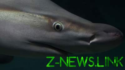 Акулы атаковали съемочную группу BBC. Видео