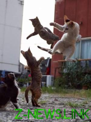 Забавные кошки-ниндзя покорили Сеть