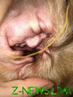 Прикол дня: портрет Трампа нашли в ухе у собаки 
