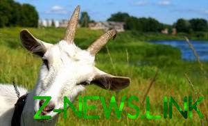 В Киеве разгорелся скандал из-за коз. Видео 