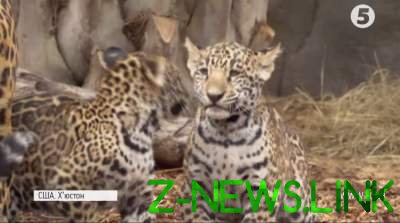 Мимишность зашкаливает: в США показали маленьких ягуаров. Фото 