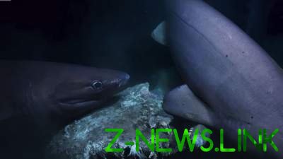 Ужасные кадры: стая разъяренных акул атаковала подводную лодку. Видео 