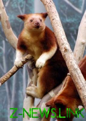 Древесные кенгуру – самые очаровательные представители фауны Австралии. Фоо