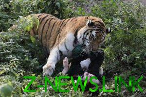 В России тигр напал на сотрудницу зоопарка 
