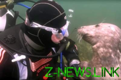 Морской котик, который поцеловал дайвера в щеку, умилил соцсети