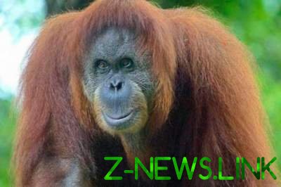 Обезьянья родня: выявлен ранее неизвестный вид орангутангов 
