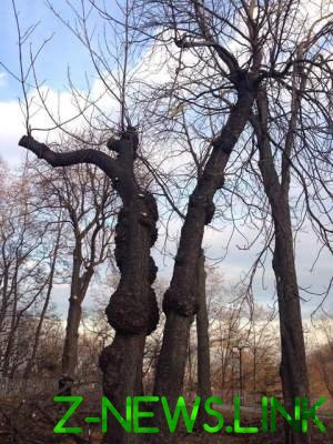 Киевлян возмутило «оздоровление» деревьев на Владимирской горке