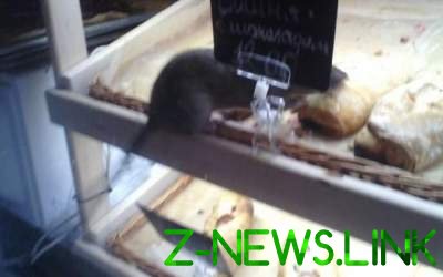Круассаны с крысами: сотрудник кофейни отомстил работодателям 