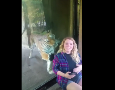 Теперь вы видели все: тигр в зоопарке заинтересовался животом беременной