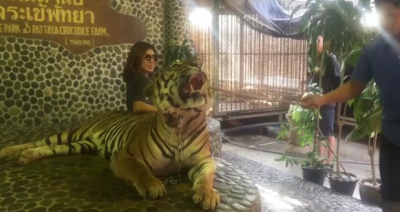 В Таиланде тигров избивают ради туристов