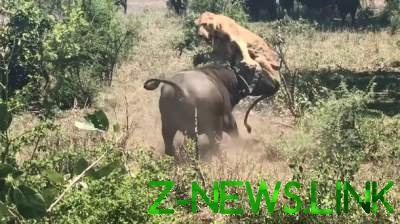 В ЮАР буйвол напал на льва. Видео