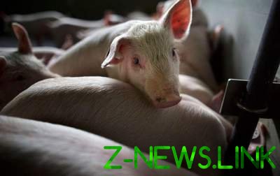На Киевщине зафиксирована вспышка африканской чумы свиней